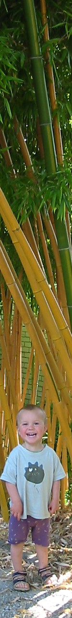 Phyllostachys vivax Aureocaulis met Matteo van der Perk 2008